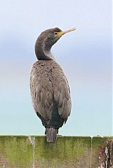 Spotted Shag